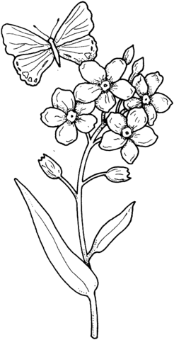 Butterfly Flies On A Flower Coloring Page